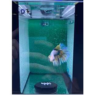 betta, hmpk