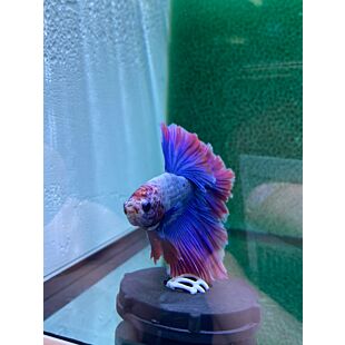 Betta BT-D10