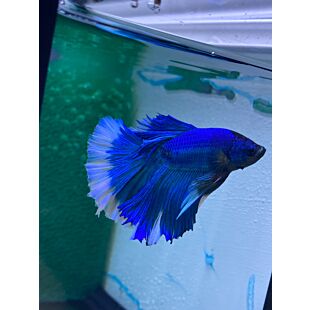 Betta BT-D11