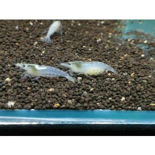 comprar Snow White o Gamba blanca