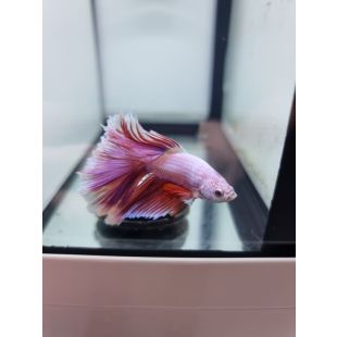 betta media luna rosa