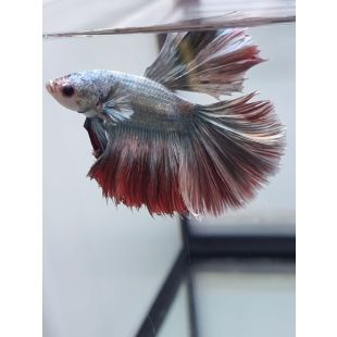 Betta half moon cooper