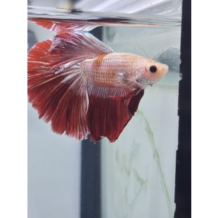 betta media luna de calidad
