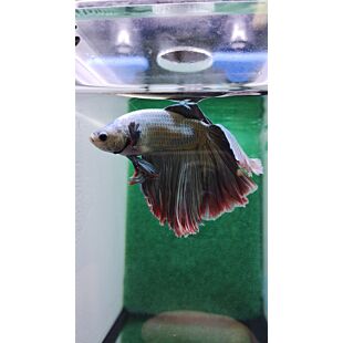 betta, halfmoon, azul