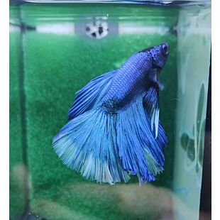 Betta BT-M1