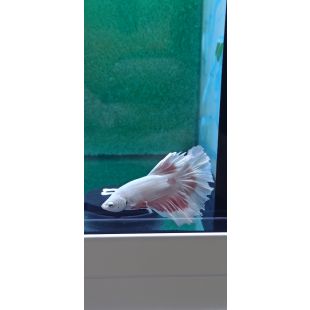 Betta BT-M12