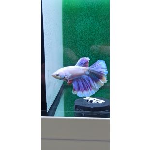 Betta BT-D2