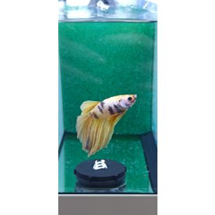 betta, hmpk
