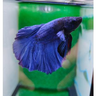 betta, halfmoon