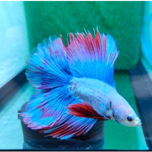Betta BT-D4