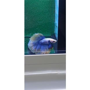 Betta BT-M13