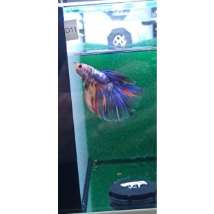 Betta BT-D11