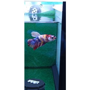 Betta BT-D12