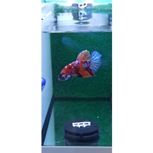 Betta BT-D13