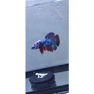 Betta BT-D14