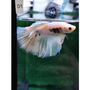 betta halfmoon mariposa azul