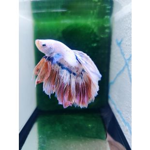Betta BT-D3