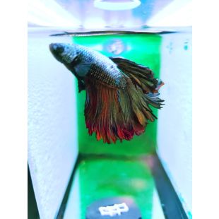 Betta BT-D8