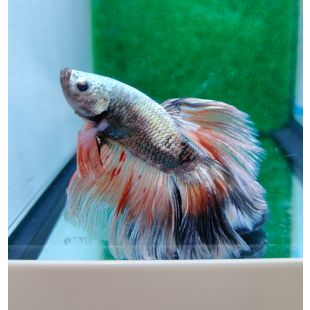 Betta BT-D13