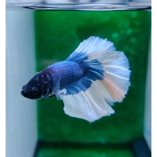 Betta BT-D12