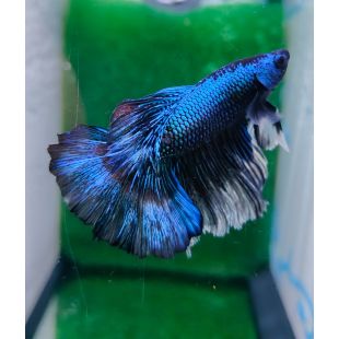 Betta BT-D9