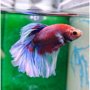 betta halfmoon mariposa azul