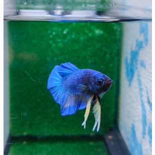 betta, halfmoon