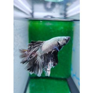 Betta BT-D9
