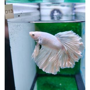 Betta BT-D13