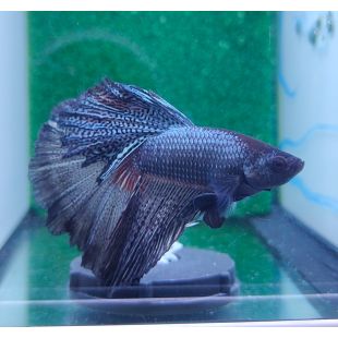 Betta BT-M3