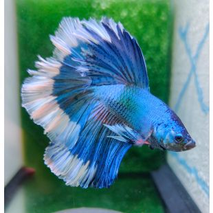 Betta BT-D3