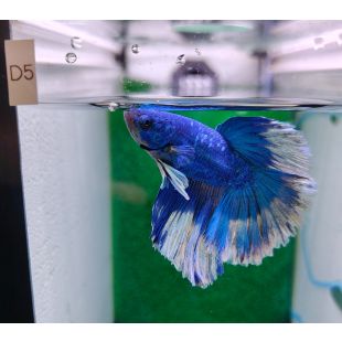 betta, halfmoon