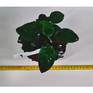 Plantas de acuario enraizadas