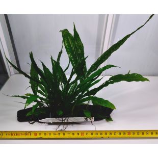 comprar plantas de acuario en tronco