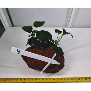 comprar plantas de acuario en tronco