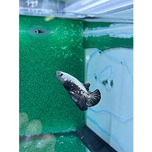 betta, hmpk