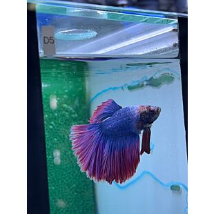 betta, halfmoon
