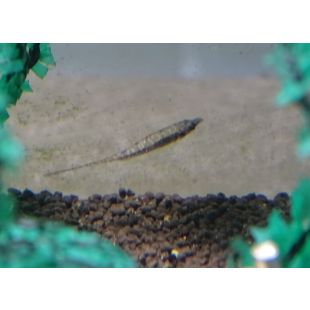 Indostomus paradoxus, acuario Pez pipa enano o espinoso 