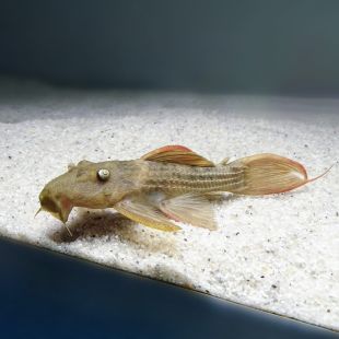 L024 Pseudoacanthicus pitanga o pleco cactus 