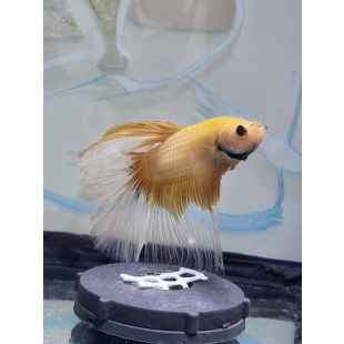 Betta BT-M1