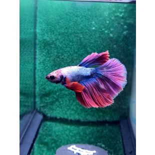 Betta BT-M1