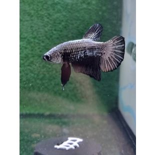 Betta BT-M1