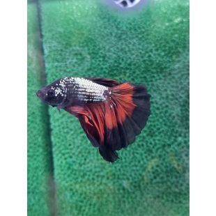 Betta BT-M1