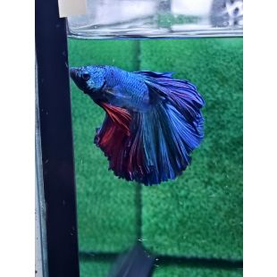 Betta BT-M1