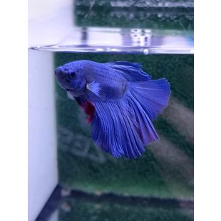 Betta BT-M10