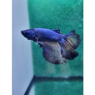 Betta BT-M11