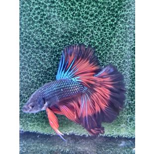 Betta BT-M11