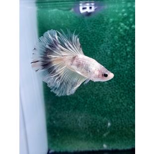 Betta BT-M12