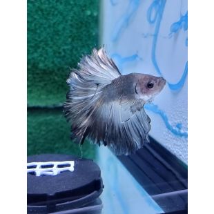 Betta BT-M12