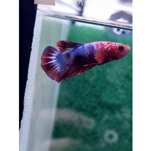 Betta BT-M13